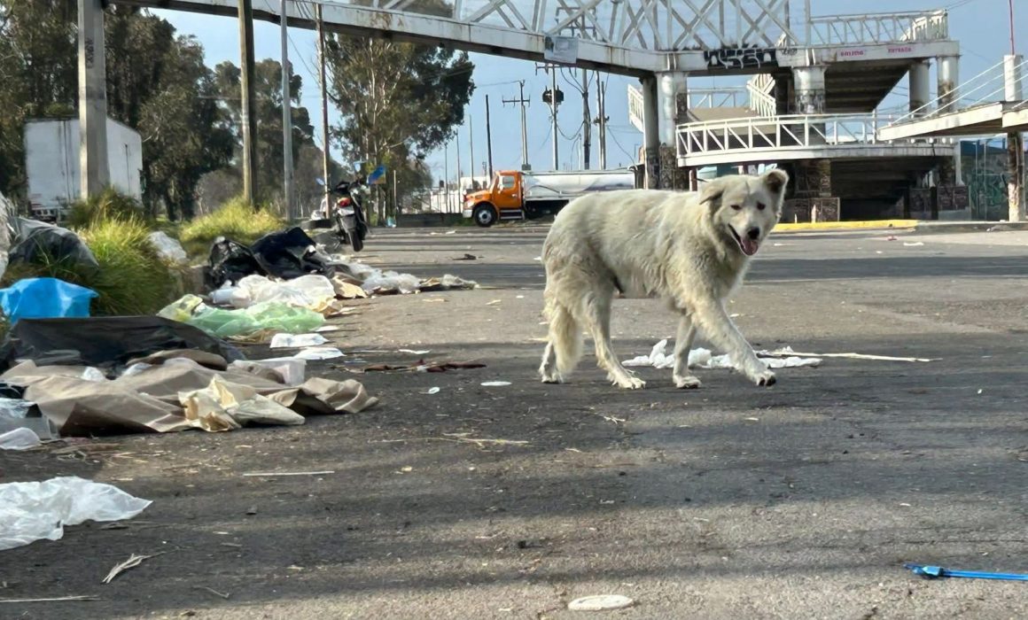 Denuncian tiradero clandestino cerca del Mercado Palmillas en Toluca