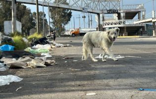 Denuncian tiradero clandestino cerca del Mercado Palmillas en Toluca