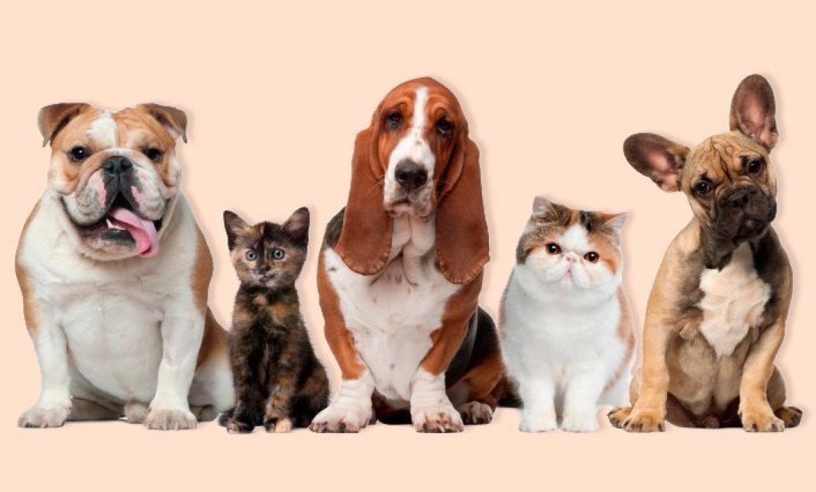 Extienden fechas de la colecta 'Ponte Croqueto' para gatos y perros