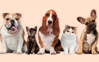 Extienden fechas de la colecta 'Ponte Croqueto' para gatos y perros