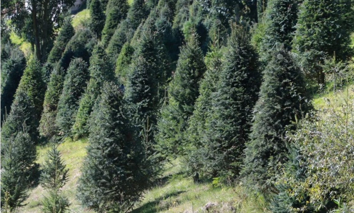 Invita Edomex a comprar árboles naturales; lidera producción nacional