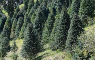 Invita Edomex a comprar árboles naturales; lidera producción nacional
