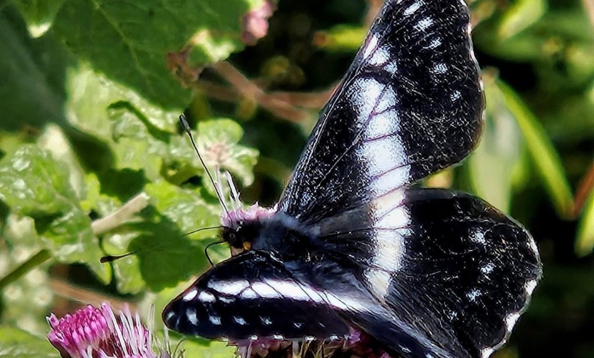 Invitan en Toluca a descubrir fósiles y más de 3 mil mariposas