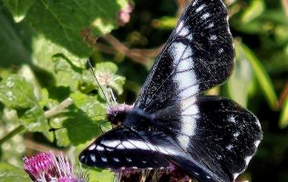 Invitan en Toluca a descubrir fósiles y más de 3 mil mariposas