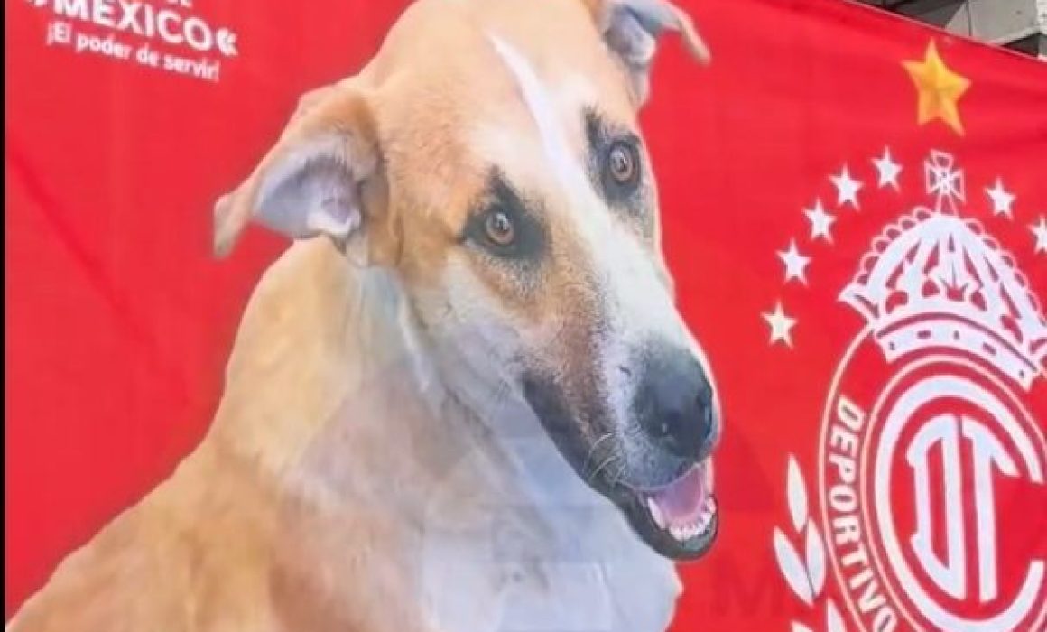 Lanza Gobierno del Edomex campaña de apoyo al Toluca FC y a los lomitos