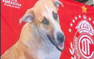 Lanza Gobierno del Edomex campaña de apoyo al Toluca FC y a los lomitos