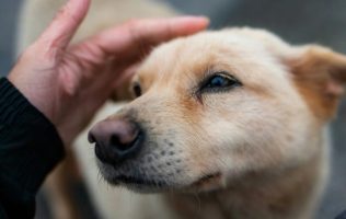 Piden no abandonar perros en inmediaciones de la Basílica de Guadalupe