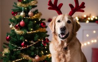Promueven bienestar animal al evitar regalar mascotas en fiestas