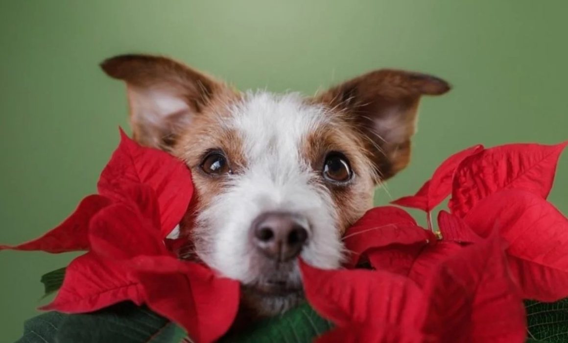 Protege a lomitos y michis esta Navidad evitando la Nochebuena en casa