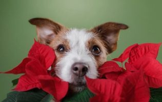 Protege a lomitos y michis esta Navidad evitando la Nochebuena en casa