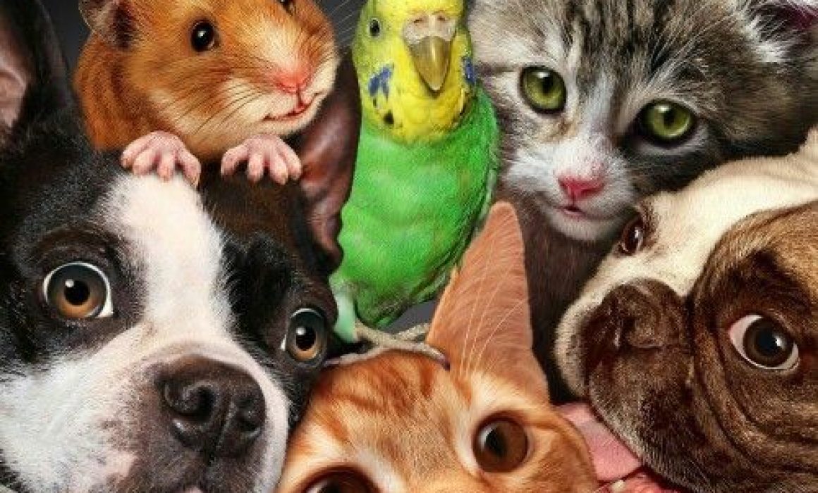 Reconoce el 10 de diciembre como día clave para los derechos animales