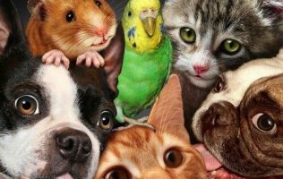 Reconoce el 10 de diciembre como día clave para los derechos animales
