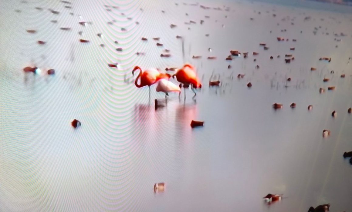 Registran presencia de flamencos rosados en el Lago de Texcoco