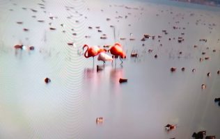 Registran presencia de flamencos rosados en el Lago de Texcoco