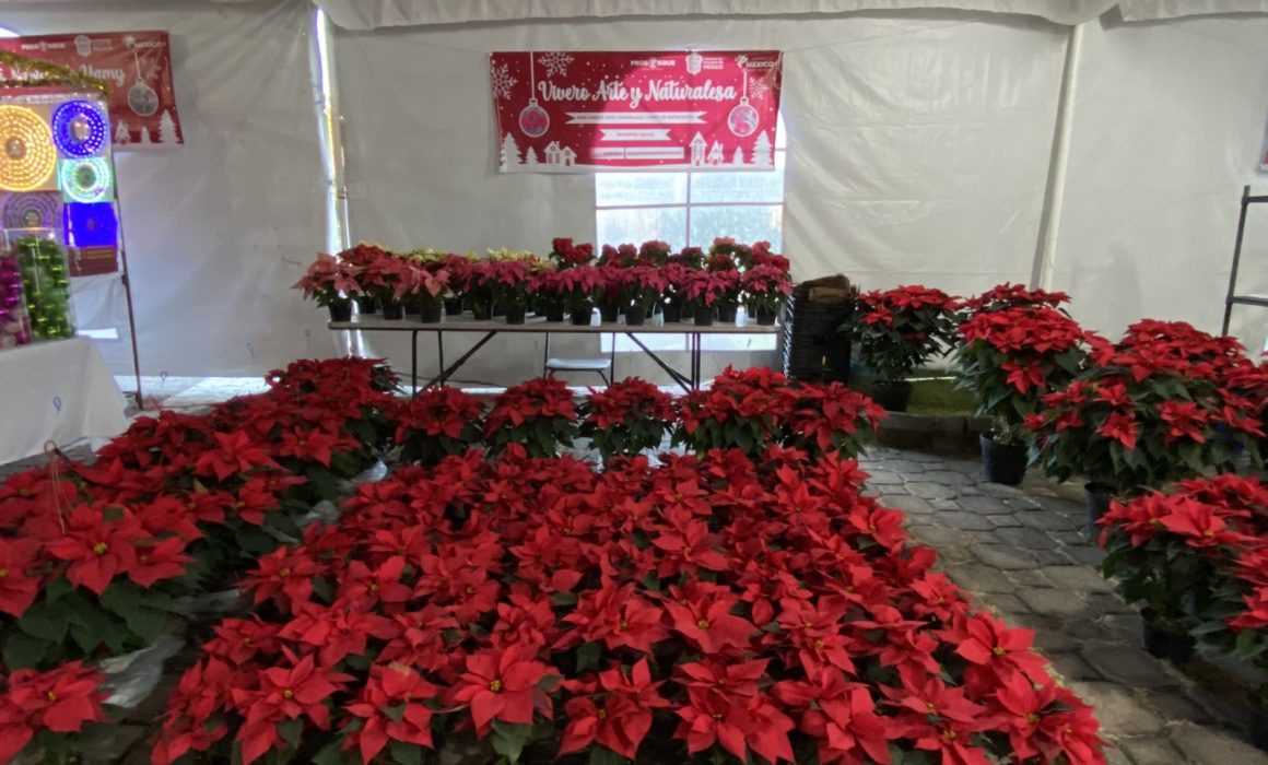 Reportan productores de Nochebuena repunte en sus ventas