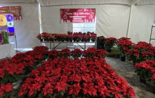 Reportan productores de Nochebuena repunte en sus ventas