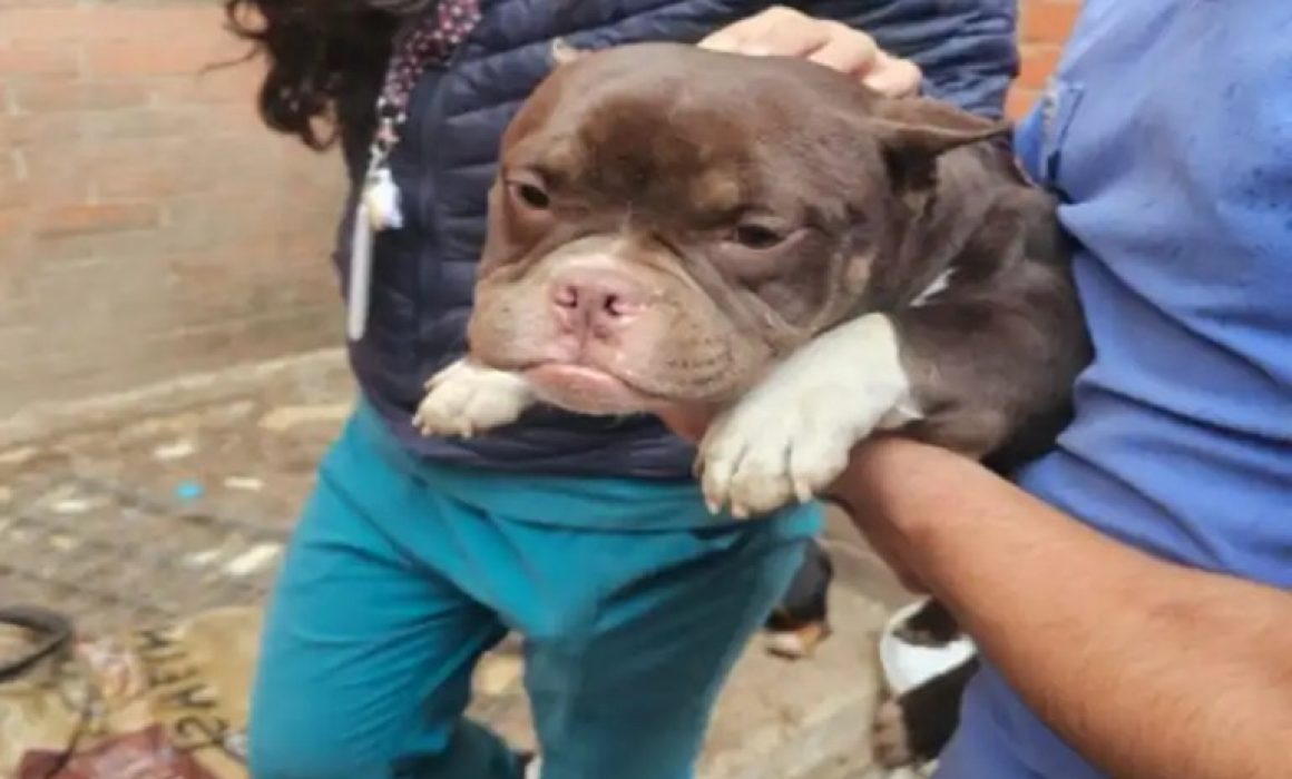 Salva la FGJEM y Cuautitlán Izcalli a 11 perros de maltrato animal