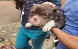 Salva la FGJEM y Cuautitlán Izcalli a 11 perros de maltrato animal