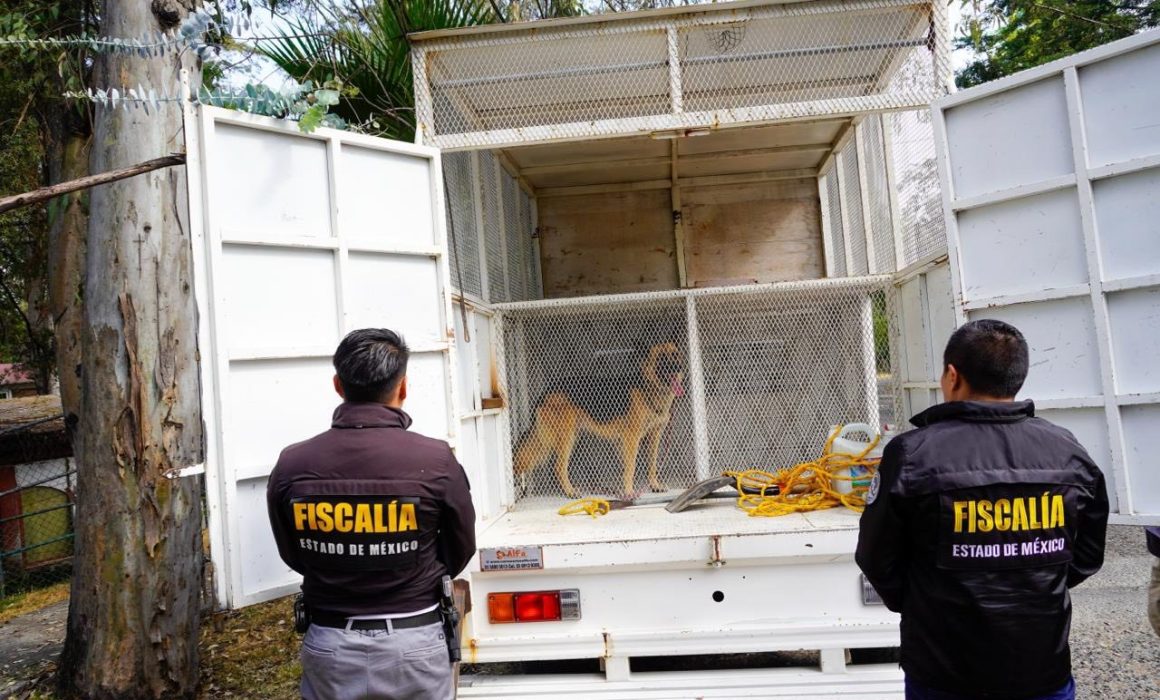 Sufrían maltrato animal en Cuautitlán Izcalli ya los rescataron