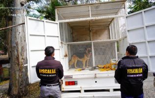 Sufrían maltrato animal en Cuautitlán Izcalli ya los rescataron