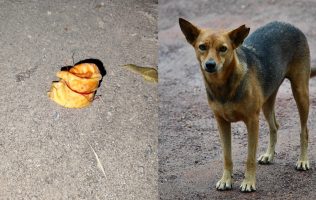 Alertan por envenenamiento de perros en comunidad de Texcoco