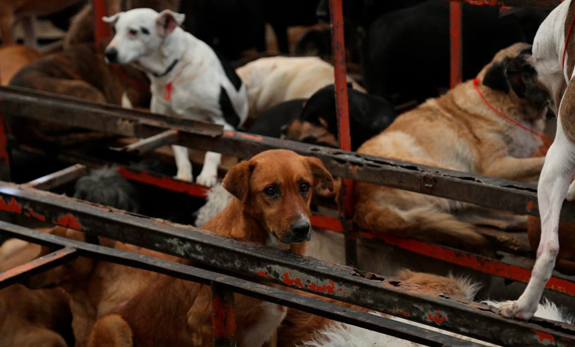 Asegura GCDMX 936 animales del Refugio Franciscano