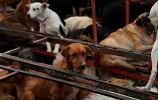 Asegura GCDMX 936 animales del Refugio Franciscano