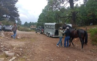 Auxilia la SSEM a localizar caballo con valor aproximado de un 1 mdp