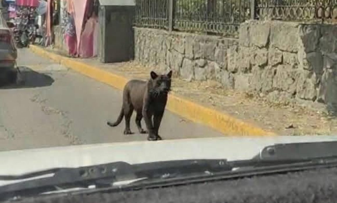 Avistamiento de pantera en Naucalpan desata rumores y posible fake news
