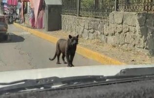 Avistamiento de pantera en Naucalpan desata rumores y posible fake news
