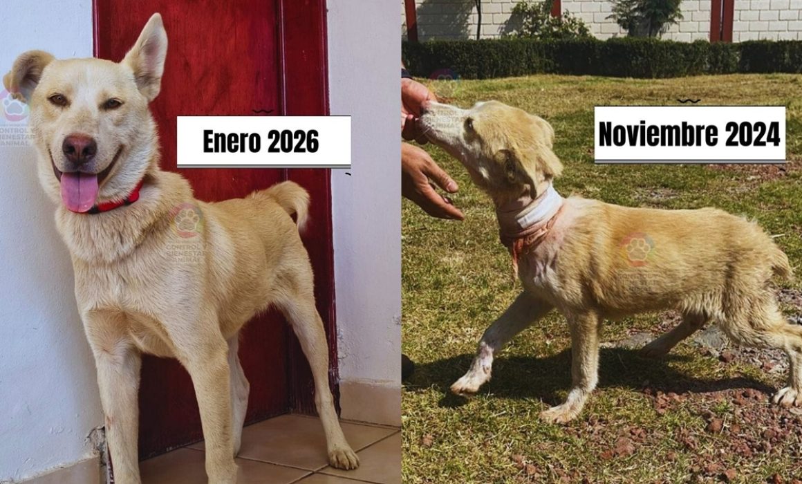 Busca Copito dueño en San Mateo Atenco; pasó del maltrato a la esperanza