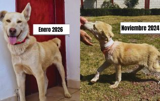 Busca Copito dueño en San Mateo Atenco; pasó del maltrato a la esperanza