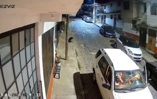 Buscan en Valle de Bravo a sujeto que arrolló a propósito a un perrito