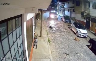 Captan a conductor que arrolla intencionalmente a perro en Valle Bravo