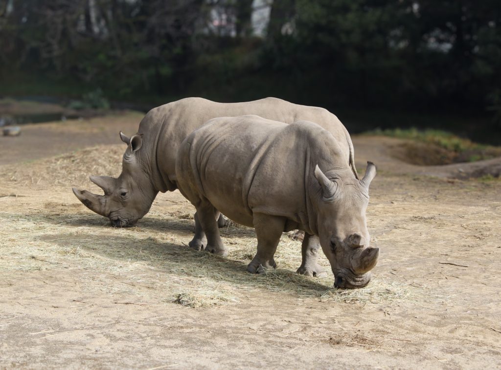 FOTO: COMISIÓN ESTATAL DE
PARQUES NATURALES Y DE LA FAUNA DEL GOBIERNO DEL
ESTADO DE MÉXICO