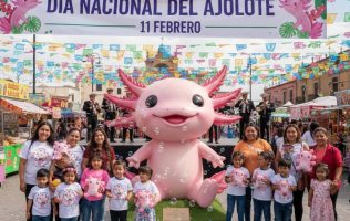 Conmemoran Día Nacional del Ajolote, símbolo cultural en riesgo
