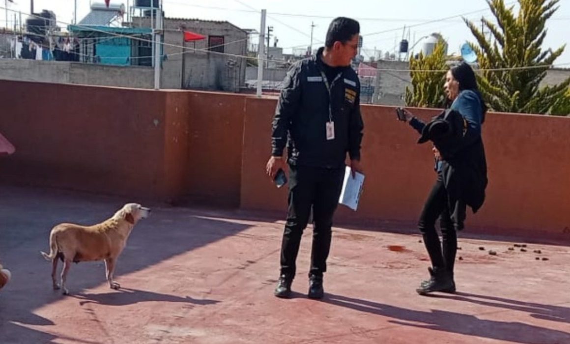 Crecen denuncias y rescates por maltrato animal en Nezahualcóyotl
