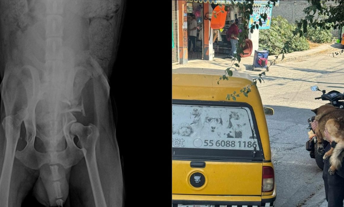 Evalúan cirugía para 'Lobito' tras maltrato en Naucalpan