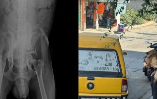 Evalúan cirugía para 'Lobito' tras maltrato en Naucalpan