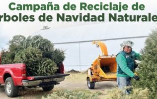 Invitan a reciclar árboles naturales en el Estado de México