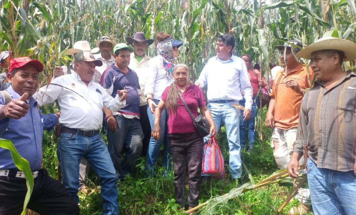 Lanza Delfina Gómez apoyos al maíz con hasta 6 mil pesos por hectárea