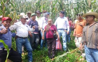 Lanza Delfina Gómez apoyos al maíz con hasta 6 mil pesos por hectárea