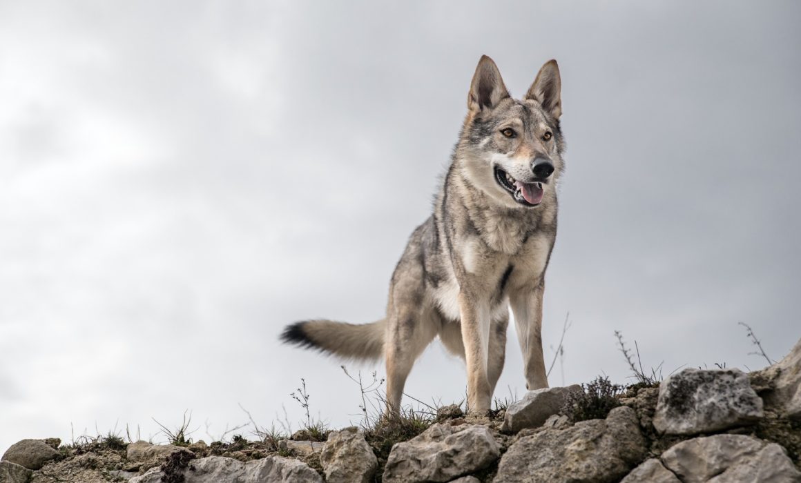 Llegan a refugio de Teotihuacán 3 lobos mexicanos para su conservación