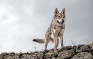 Llegan a refugio de Teotihuacán 3 lobos mexicanos para su conservación
