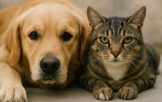 Ofrecerán en Temascalapa esterilizaciones masivas para perros y gatos
