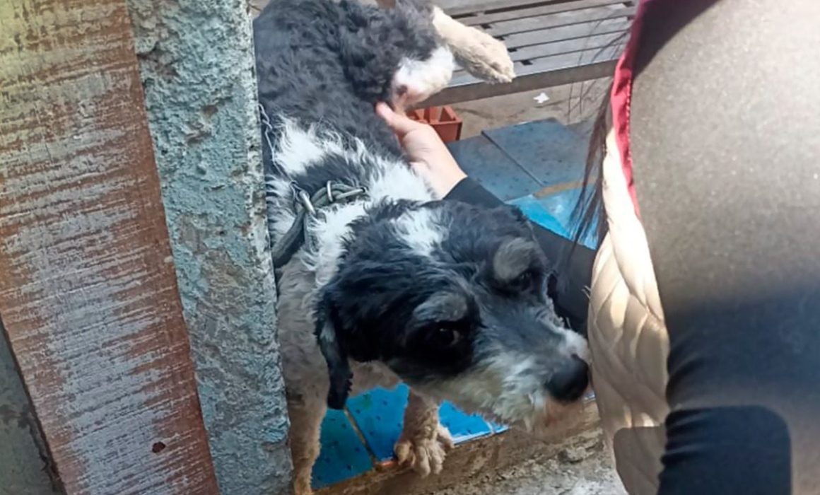 Pone a salvo PROPAEM a 2 perros víctimas de maltrato en Naucalpan