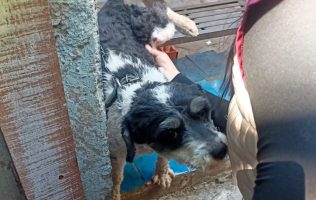 Pone a salvo PROPAEM a 2 perros víctimas de maltrato en Naucalpan