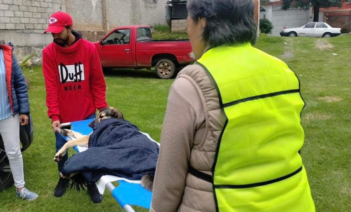 Promueven jornadas de esterilización en El Oro pese a nulo apoyo local