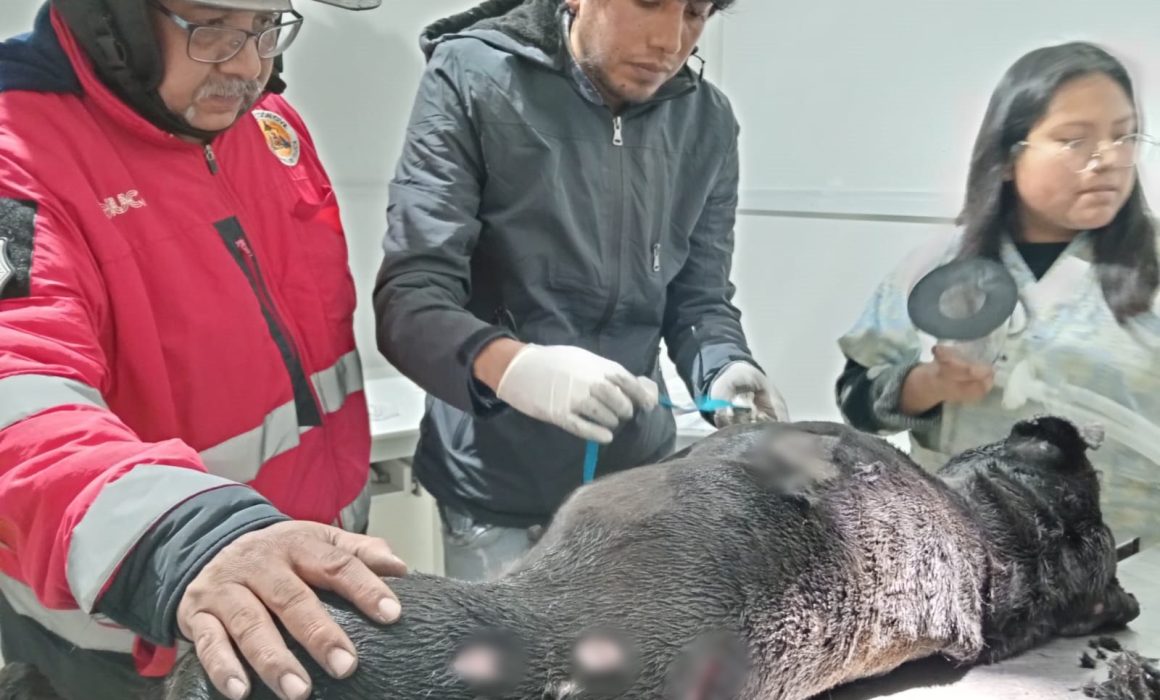 Reconocen en Toluca a veterinarios que salvaron a perrita tras incendio