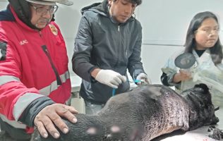 Reconocen en Toluca a veterinarios que salvaron a perrita tras incendio